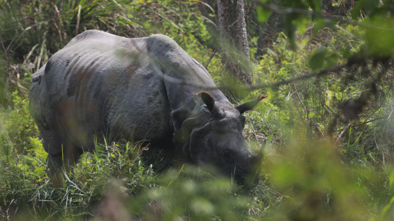 गैँडाको आक्रमणबाट एकजनाको मृत्यु 